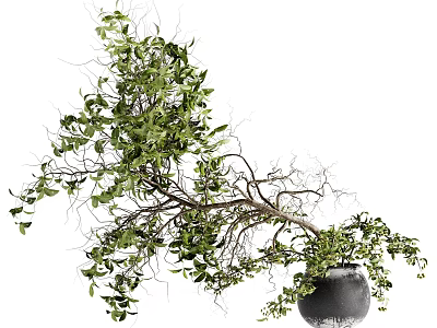 Lush Green Bonsai Plant with Natural Branch Shape and Black Ceramic Pot for Indoor Decoration 3d model