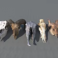 High Quality Medical Teaching Animal Skull Models For Educational Training Use 3d model