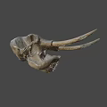 Ancient Dinosaur Skull Fossil With Prehistoric Bone Structure And Detailed Texture