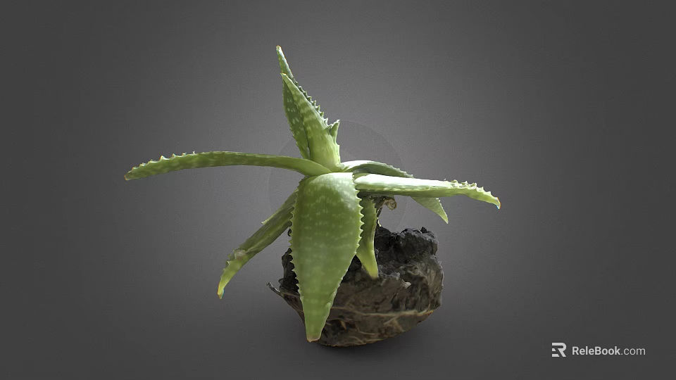 Healthy Aloe Vera Plant With Green Serrated Leaves And Bulbous Soil Covered Base 3d model 
