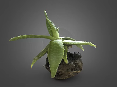 Healthy Aloe Vera Plant With Green Serrated Leaves And Bulbous Soil Covered Base 3d model