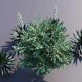 Green Plant Shrubs Flowers and Plants Garden Plants 3d model