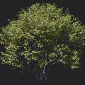 Tall Arbor Featuring Lush Green Leaves Thick Trunk And Human Figure For Scale