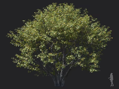 Tall Arbor Featuring Lush Green Leaves Thick Trunk And Human Figure For Scale 3d model