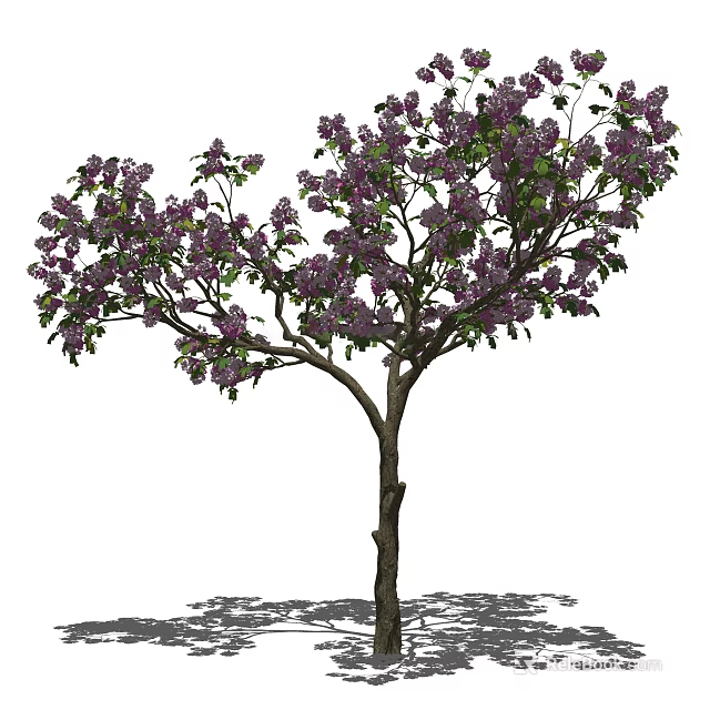 Tall Arbor With Lush Purple Blossoms And Dense Green Foliage 3d model 