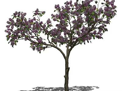 Tall Arbor With Lush Purple Blossoms And Dense Green Foliage 3d model