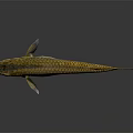 Golden Freshwater Fish With Shiny Silver Body And Orange Tail On Dark Background