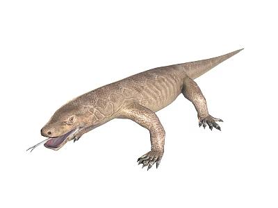 Realistic Brown Lizard With Scales Open Mouth And Tongue Sticking Out Standing On White Background 3d model