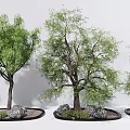 Modern Tree Landscape Tree Pond Old Tree Big Tree 3d model