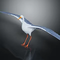 White Seagull With Blue Wings Orange Beak And Legs Standing On Dark Background With Reflection