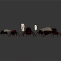 Group of Ants With Different Sizes and White Eggs On Dark Background