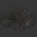 Dried Herbaceous Plants With Fluffy Clustered Growth And Gray Green Brown Tones On Dark Background