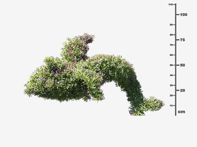 Lush Green Shrub with Purple Flowers and Height Scale in cm Showcasing Trimmed Design 3d model