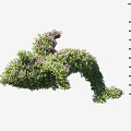 Lush Green Shrub with Purple Flowers and Height Scale in cm Showcasing Trimmed Design