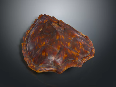 Reptile Turtle Shell With Brown Textured Surface And Intricate Natural Patterns 3d model