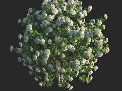 Lush Blooming Shrub with White Flowers and Vibrant Green Foliage in Full Bloom 3d model