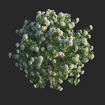 European chicken tree viburnum Buddha head flower celestial jade flower spasm cranberry bark cranberry cranberry shrub hydrangea snowball high irrigation cranberry potted plant 3d model