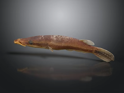 Brown Aquatic Fish With Slender Body And Yellow Mouth On Dark Background 3d model