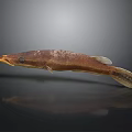 Brown Aquatic Fish With Slender Body And Yellow Mouth On Dark Background