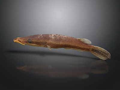 Brown Aquatic Fish With Slender Body And Yellow Mouth On Dark Background 3d model Brown Aquatic Fish With Slender Body And Yellow Mouth On Dark Background 3d model