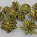 Agave Perennial Evergreen Large Herbaceous Plant With Fleshy Spiky Leaves In Clusters