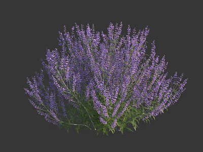 Blooming Purple Lavender Flowers with Lush Green Foliage and Vibrant Petals 3d model