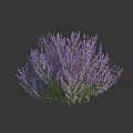 Blooming Purple Lavender Flowers with Lush Green Foliage and Vibrant Petals