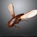 Detailed Red Cockroach With Transparent Wings Macro View On Dark Background 3d model
