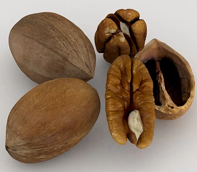 Walnut fruit food 3d model Walnut fruit food 3d model