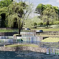 Waterfront Landscape with Terraced Design Willow Trees and Green Lawns Near Water Body