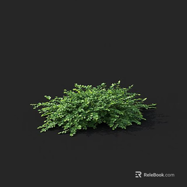 Lush Green Leafy Plant With Dense Foliage Isolated On Black Background 3d model 
