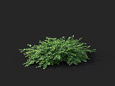 Lush Green Leafy Plant With Dense Foliage Isolated On Black Background 3d model