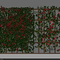 Lush Green Vines With Red Flowers Growing On Wooden Lattice Structure