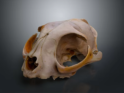 Medical Device Anatomical Skull Model With Detailed Bone Structure for Educational Training And Research 3d model