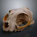 Medical Device Anatomical Skull Model With Detailed Bone Structure for Educational Training And Research