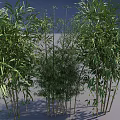 Vertical Green Wall Garden Featuring Lush Bamboo Plants For Indoor Decor