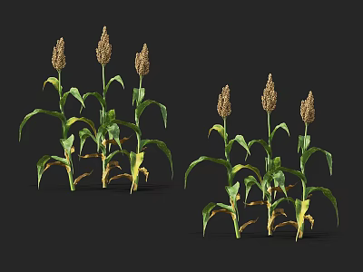 Crop Plants with Green Leaves and Brown Seed Spikes on Black Background 3d model