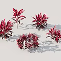 Red Leafy Shrubs In Various Shapes With Vibrant Red Leaves And Shadows On White Background