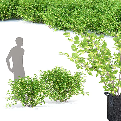 Lush Green Shrubs In Outdoor Garden With Person Silhouette And Foliage 3d model