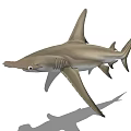 Realistic Hammerhead Shark 3D Model on White Background with Shadow 3d model