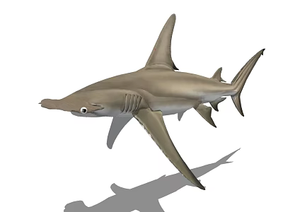 Realistic Hammerhead Shark 3D Model on White Background with Shadow 3d model