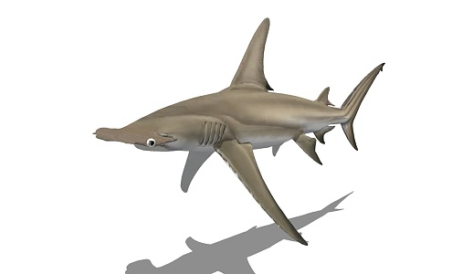 Modern shark animals 3d model