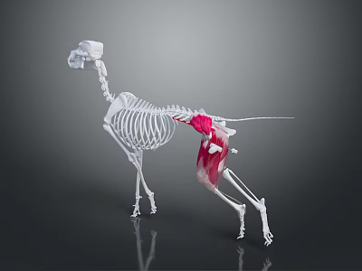 Detailed Dog Skeleton Anatomical Model With Red Muscles Structure 3d model