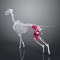 Detailed Dog Skeleton Anatomical Model With Red Muscles Structure 3d model