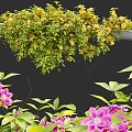 hanging plant vine flowers and plants hanging orchid 3d model