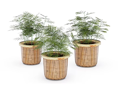 Bonsai Potted Plants with Lush Green Foliage in Woven Basket Planters for Indoor Decor 3d model