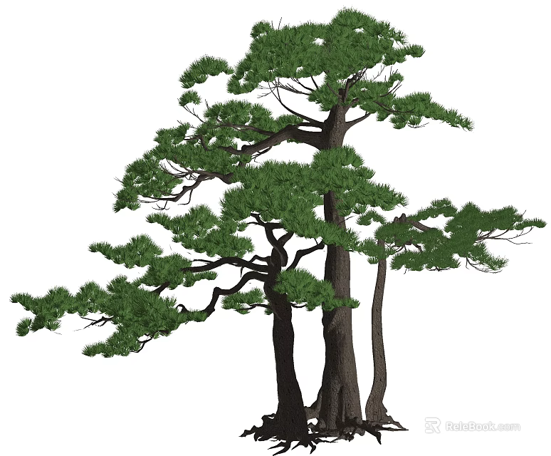 Tall Arbor Trees With Green Lush Foliage And Thick Trunks In Natural View 3d model 