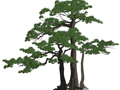 Tall Arbor Trees With Green Lush Foliage And Thick Trunks In Natural View 3d model