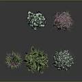 Various Types of Potted Plants with Green Purple Leaves and Decorative Pots