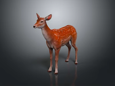 Young Fawn With Brown Coat And White Spots Standing On Dark Background Reflected On Ground 3d model